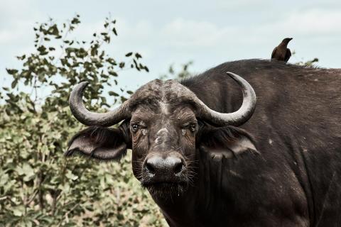 Buffalo Portrait