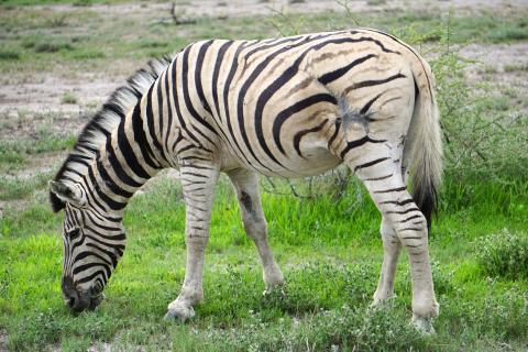 Zebra vom Leben gezeichnet