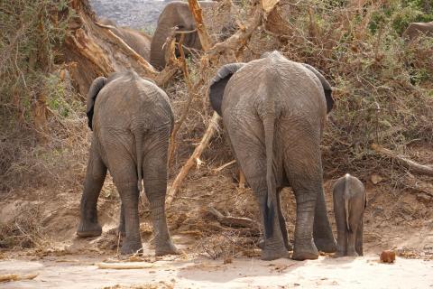 Elefanten Familie 