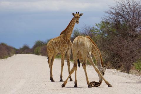Giraffen