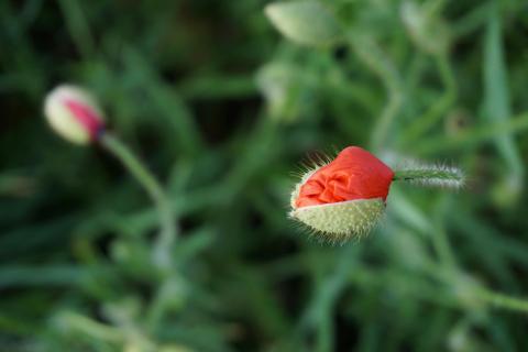 Mohnblume öffnet sich 