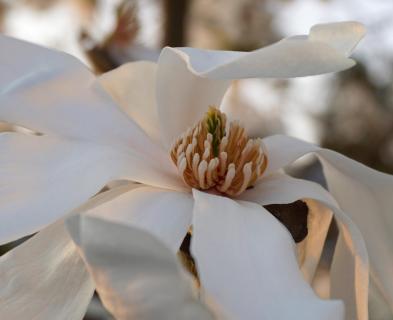 Magnolienblüte