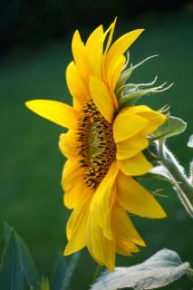 Sonne Sommer Sonnenblume