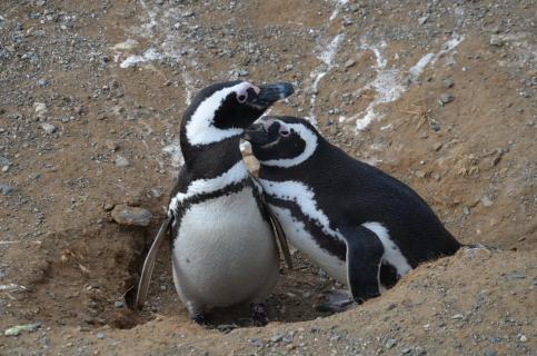 Pinguin-Pärchen
