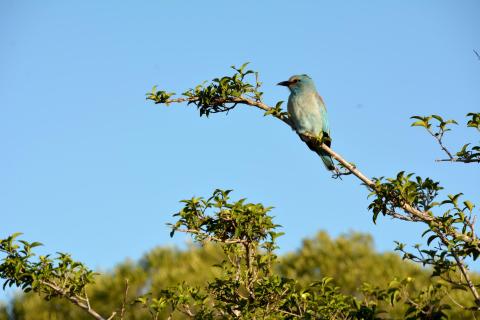 Blau wie der Himmel