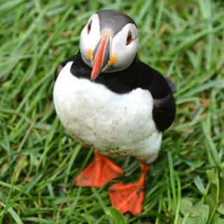Island Papageientaucher