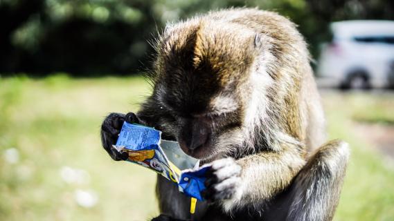 Thirsty Ape - Durstiger Affe