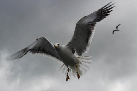 Möwe im Anflug