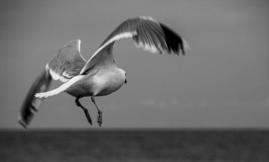 Möwe im Abflug