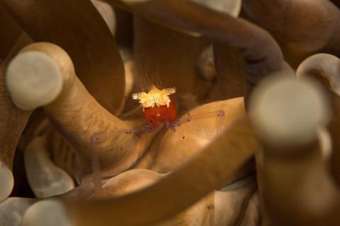 Popcorn in der Anemone