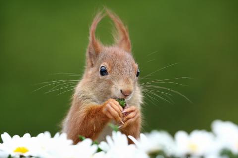 Junges Eichhörnchen futtert Margeriten