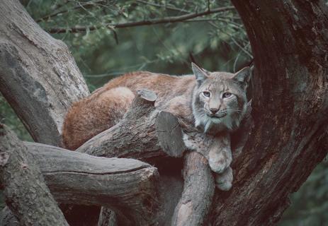 Luchs im Baum