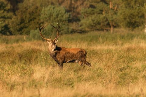 Platzhirsch