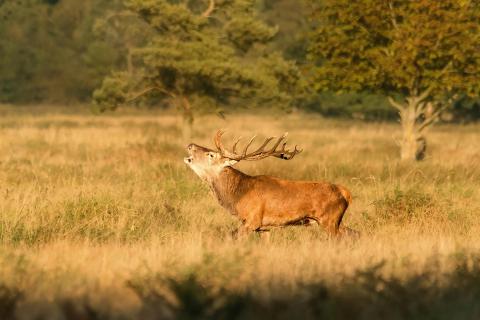 Der Hirsch, der röhrt