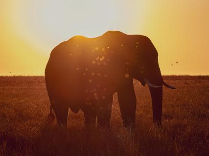  Irgendwo in Afrika