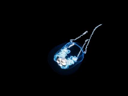 Hydromedusa Anthoathecata
