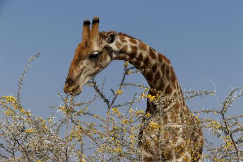 Giraffe