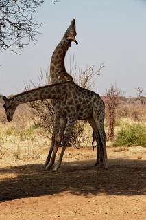 Zwei Giraffen