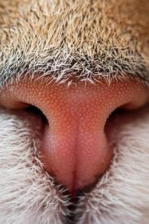 Detailed Cat Nose