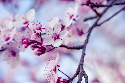 Cherry blossoms