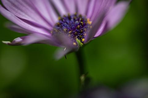 Abendblüte