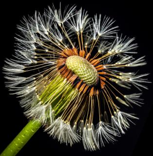 Eine Pusteblume nach dem Regen