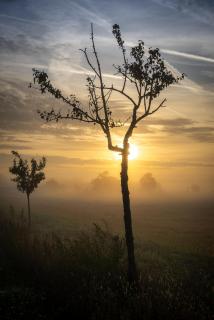 Herbstnebel am Morgen