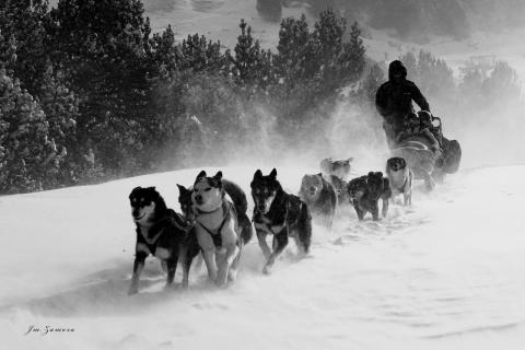 Mushing