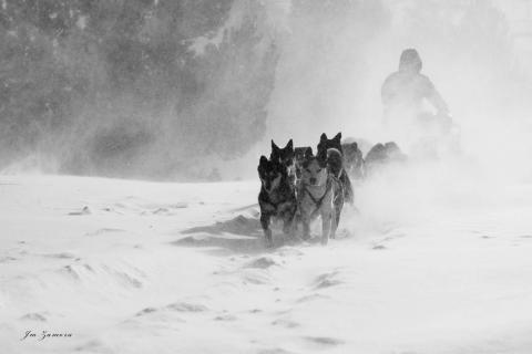 Mushing