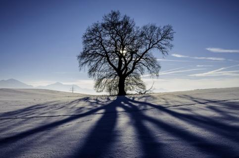 Einsamer Baum IGP8921