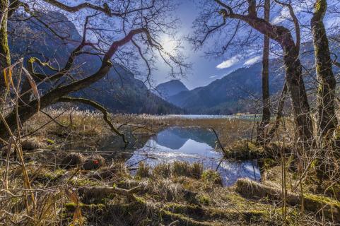 Bruchwald am Thumsee