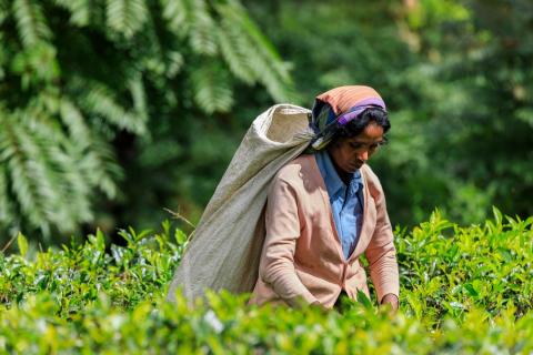  Teepflückerin in Sri Lanka