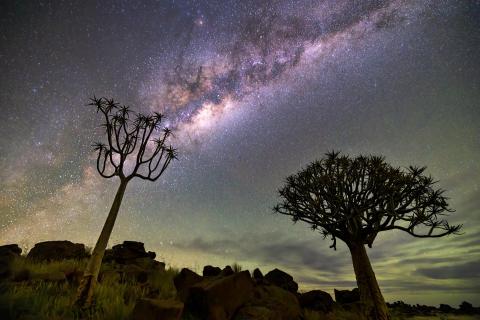 African Night