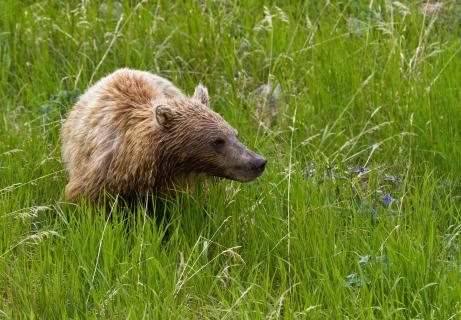 Grizzlybär (Ursus arctos horribilis)