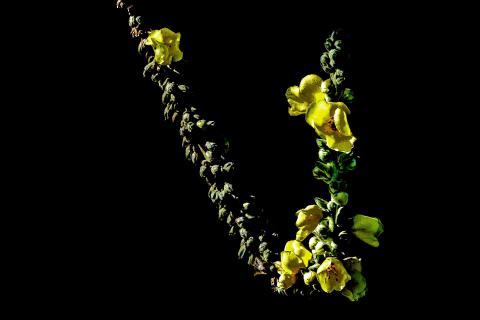 Gelbe Pflanze