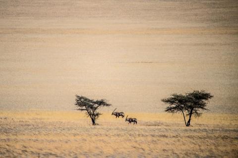 Zwei Oryx Antilopen in den Weiten Namibias