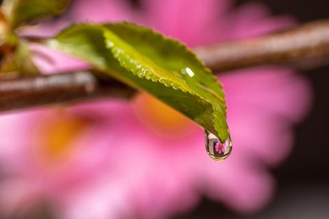 Blatt mit Wassertropfen