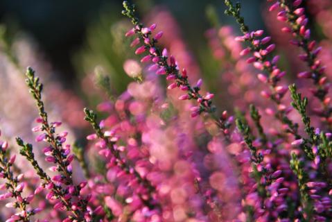 Heide Natur 