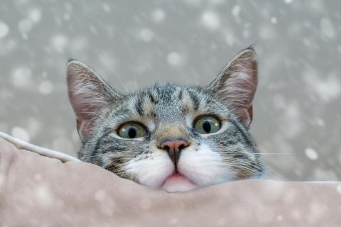 Katze entspannt