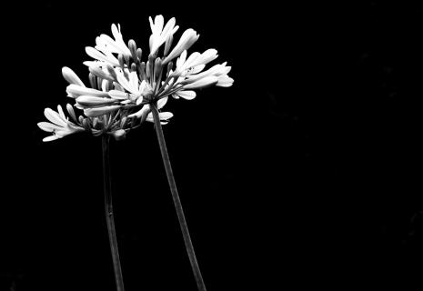 Black/White Flowers