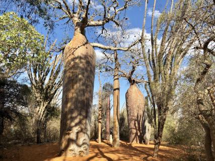 Baobab, Madagaskar