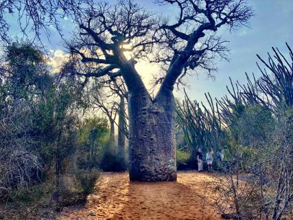 Baobab