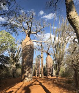 Baobab Wald