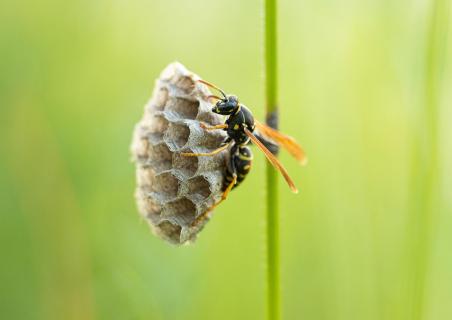 Feldwespe am Nest