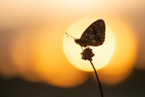 Mädesüß Perlmuttfalter am Abend
