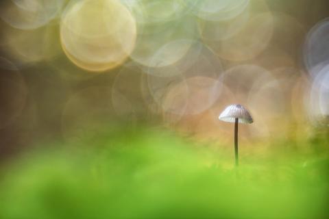 im Wald