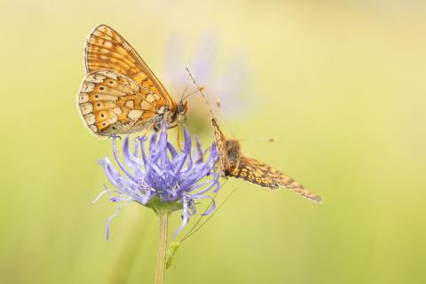 Goldene Scheckenfalter mit Gast