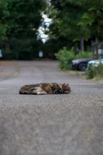 Kater auf Straße 