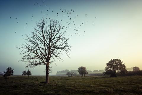 Baum im Morgengrauen