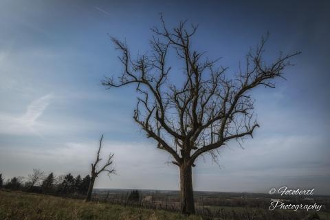 Toter Baum im Weinberg